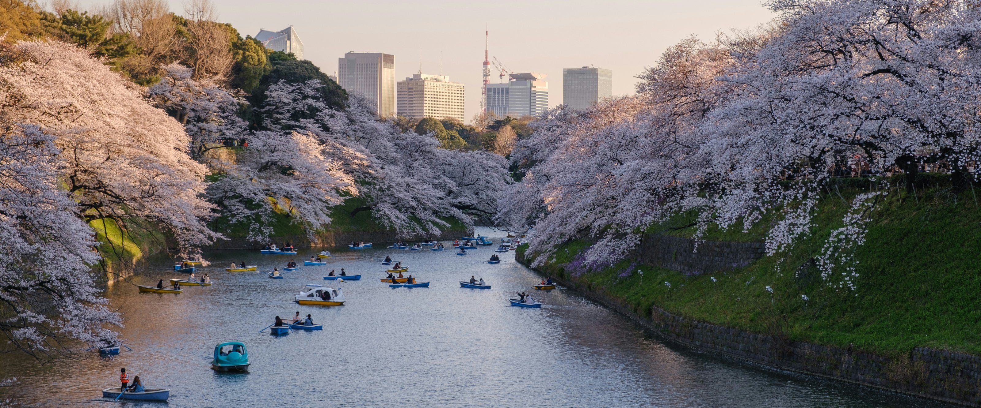 Chidorigafuchi at dusk, with cherry trees in full bloom and boats on the moat